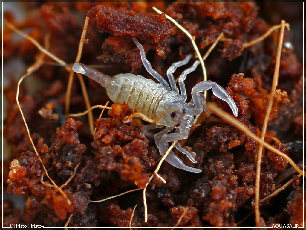  ,  (Euscorpius carpaticus)